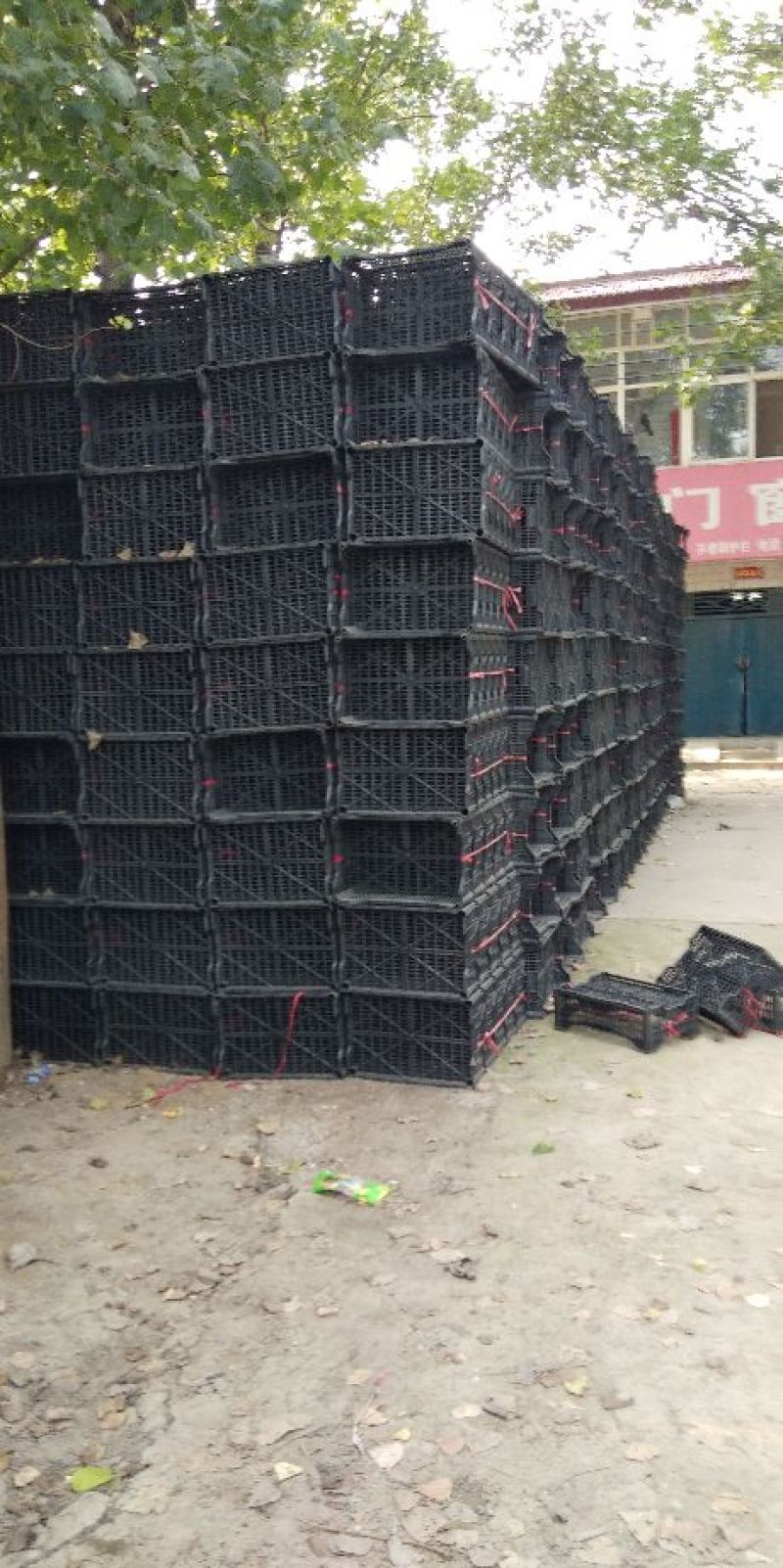 巨峰精品葡萄巨峰发货