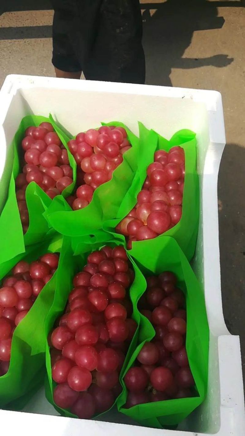 巨峰精品葡萄巨峰发货