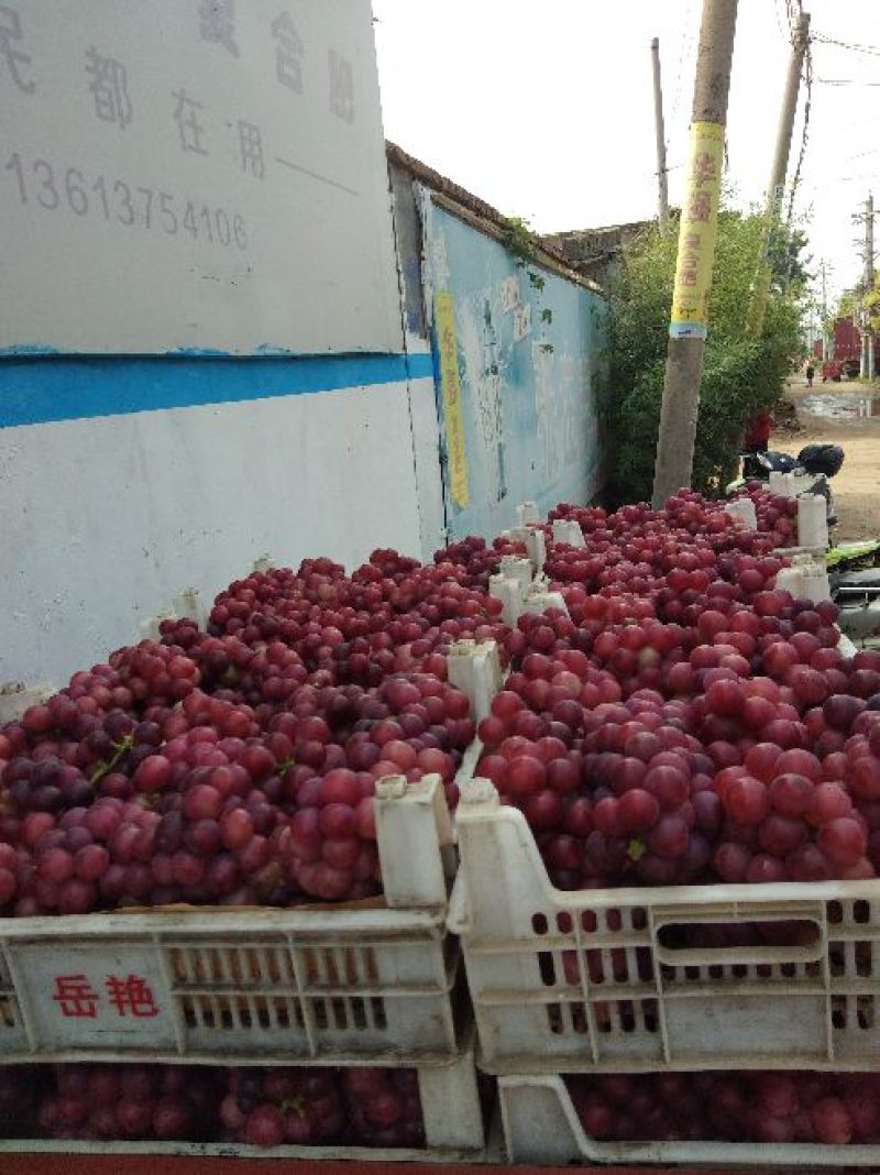 巨峰精品葡萄巨峰发货