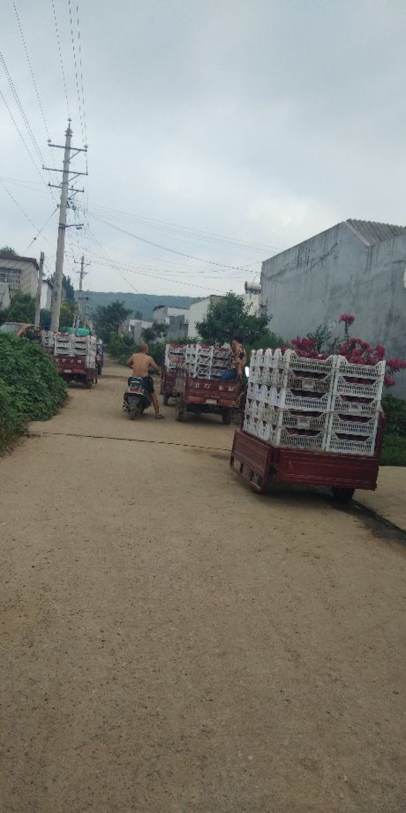 巨峰精品葡萄巨峰发货