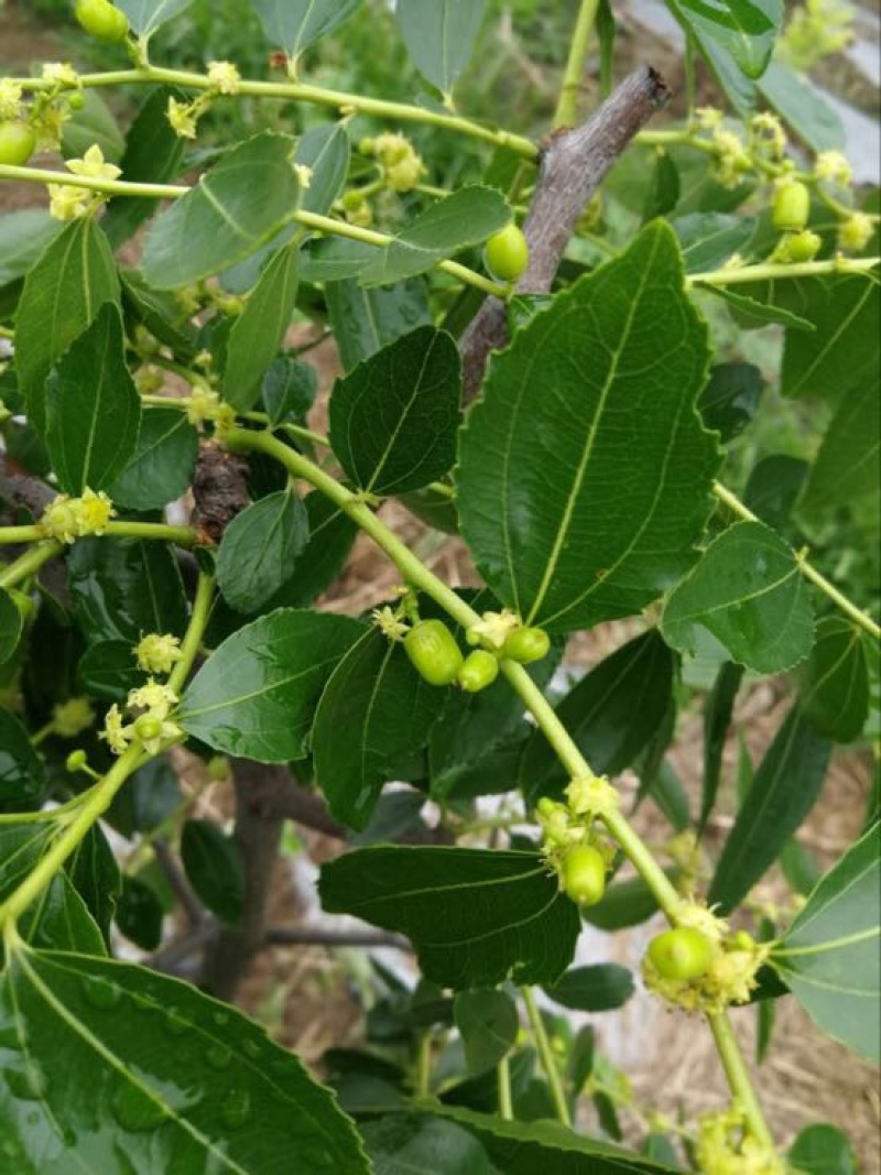 枣树苗夏枣苗