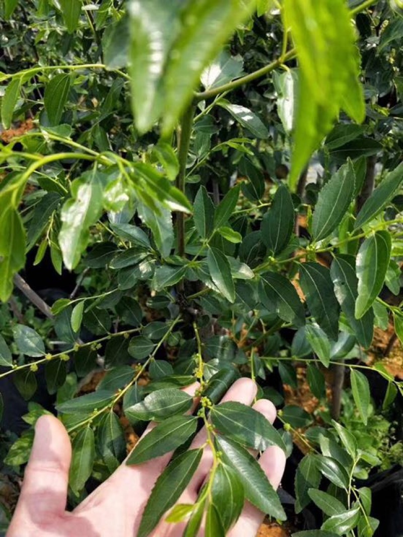 枣树苗夏枣苗