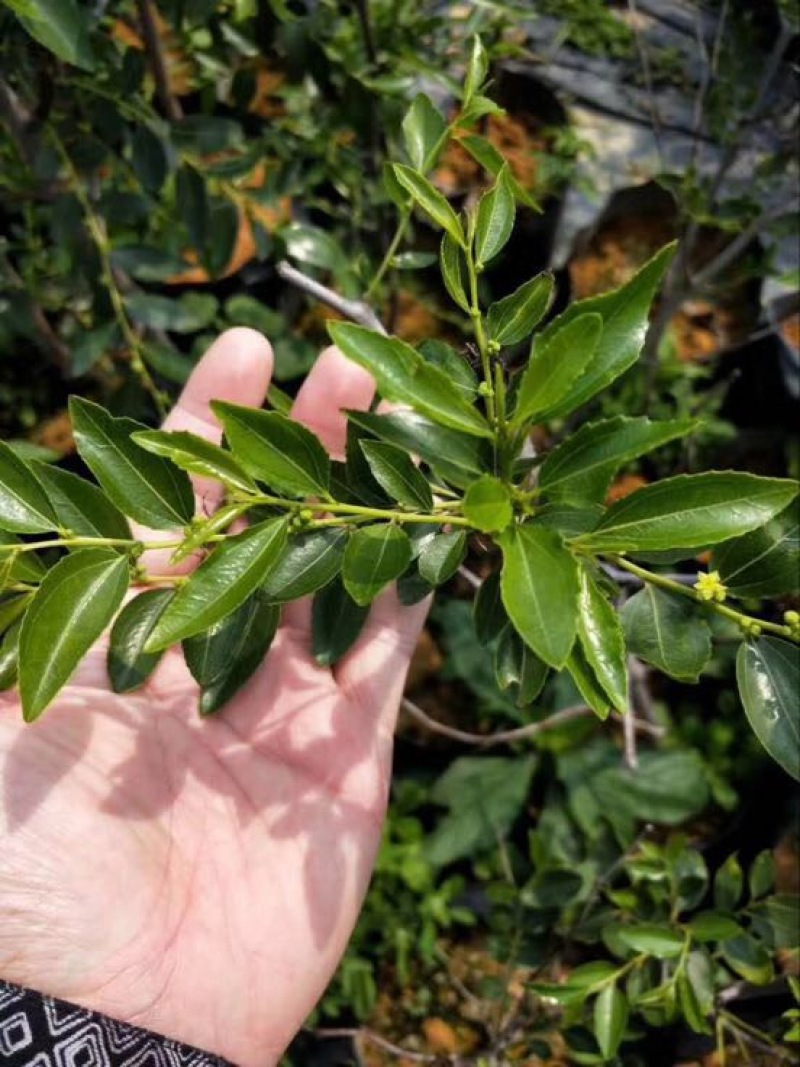 枣树苗夏枣苗