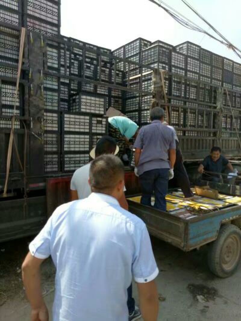 【推荐】砀山酥梨社区团购爆品产地直销一手货源诚信为本