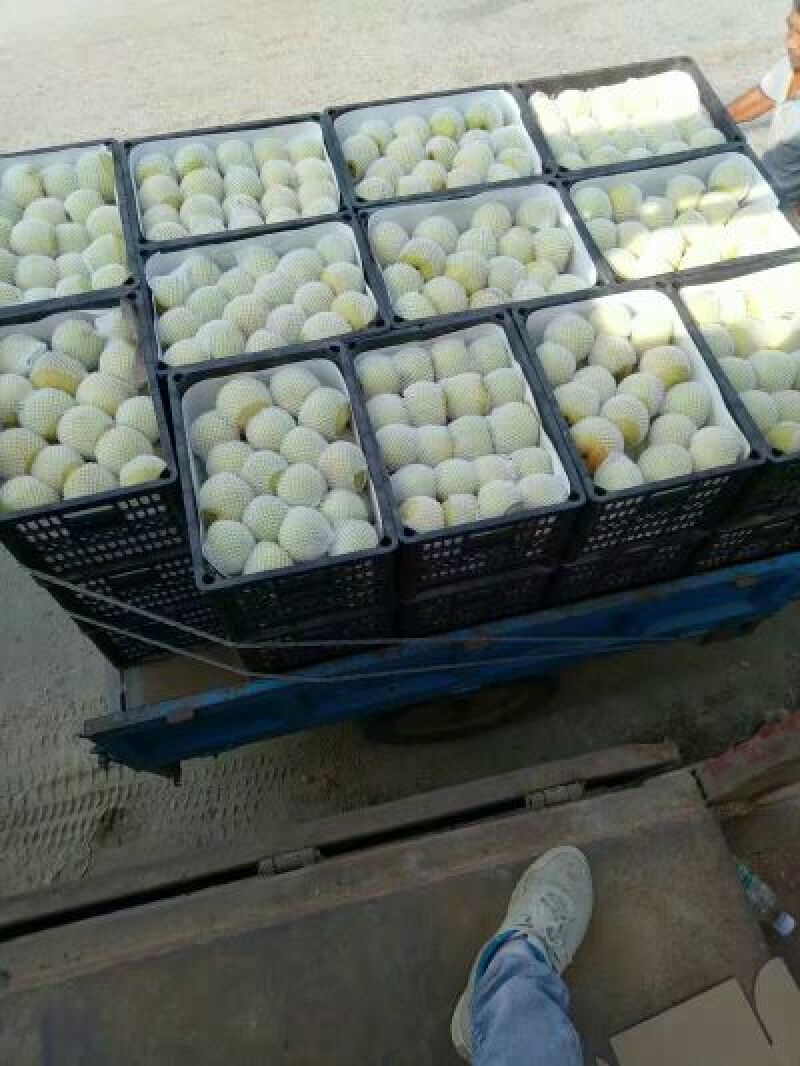 【推荐】砀山酥梨社区团购爆品产地直销一手货源诚信为本