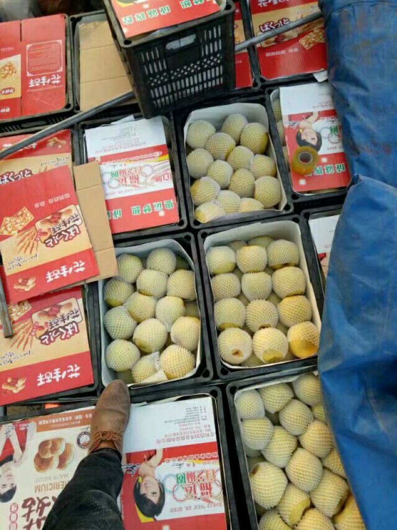【推荐】砀山酥梨社区团购爆品产地直销一手货源诚信为本