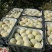 【推荐】砀山酥梨社区团购爆品产地直销一手货源诚信为本