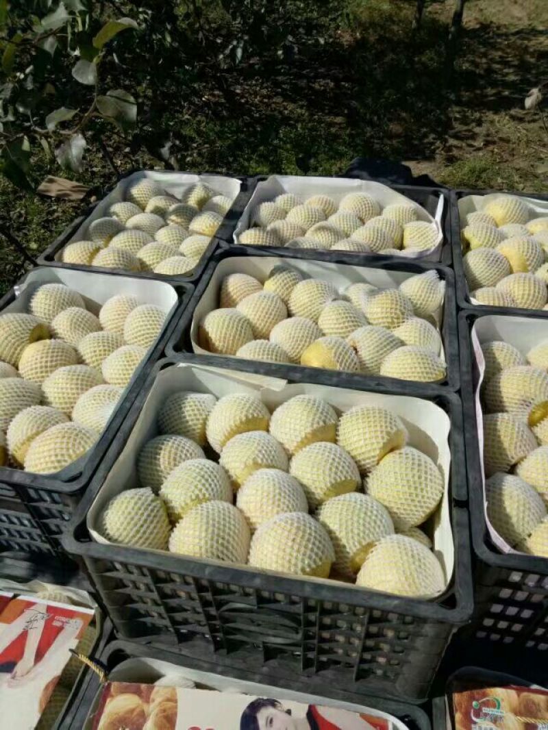 【推荐】砀山酥梨社区团购爆品产地直销一手货源诚信为本