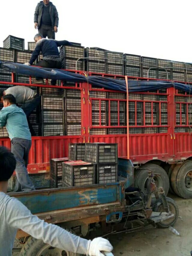 【推荐】砀山酥梨社区团购爆品产地直销一手货源诚信为本