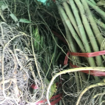 桑叶苗精品养蚕桑树苗