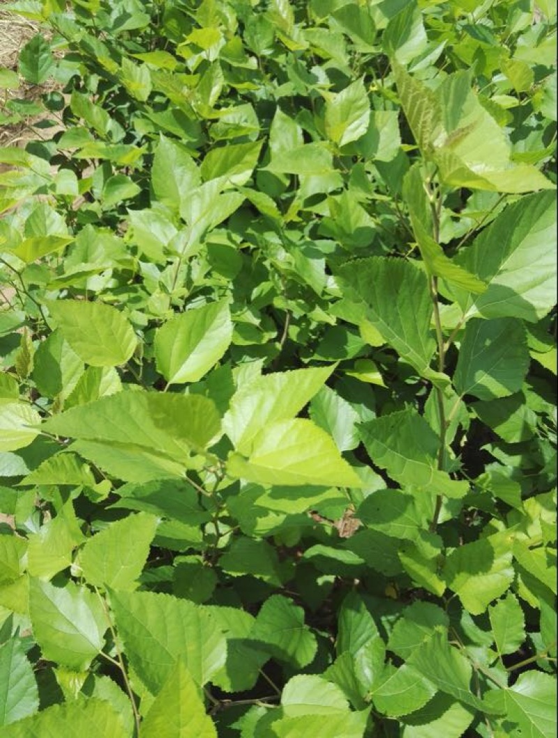 果桑苗大果桑苗