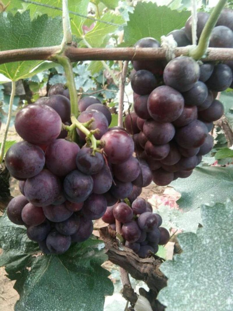 葡萄种植基地，保质保量，口感好，价格实惠，货源充足
