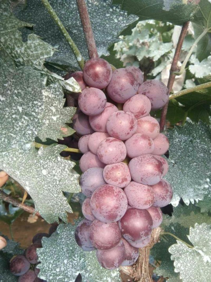 葡萄种植基地，保质保量，口感好，价格实惠，货源充足