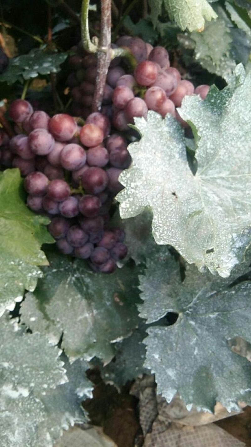 葡萄种植基地，保质保量，口感好，价格实惠，货源充足