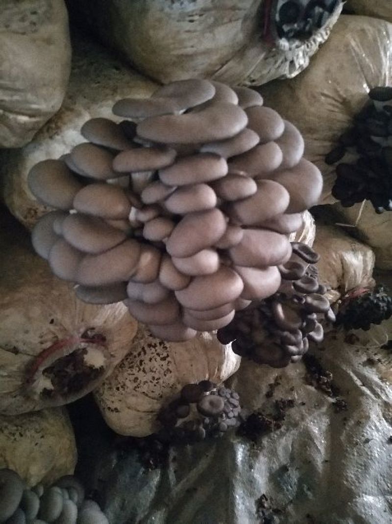 平菇菌棒根据客户需求生产