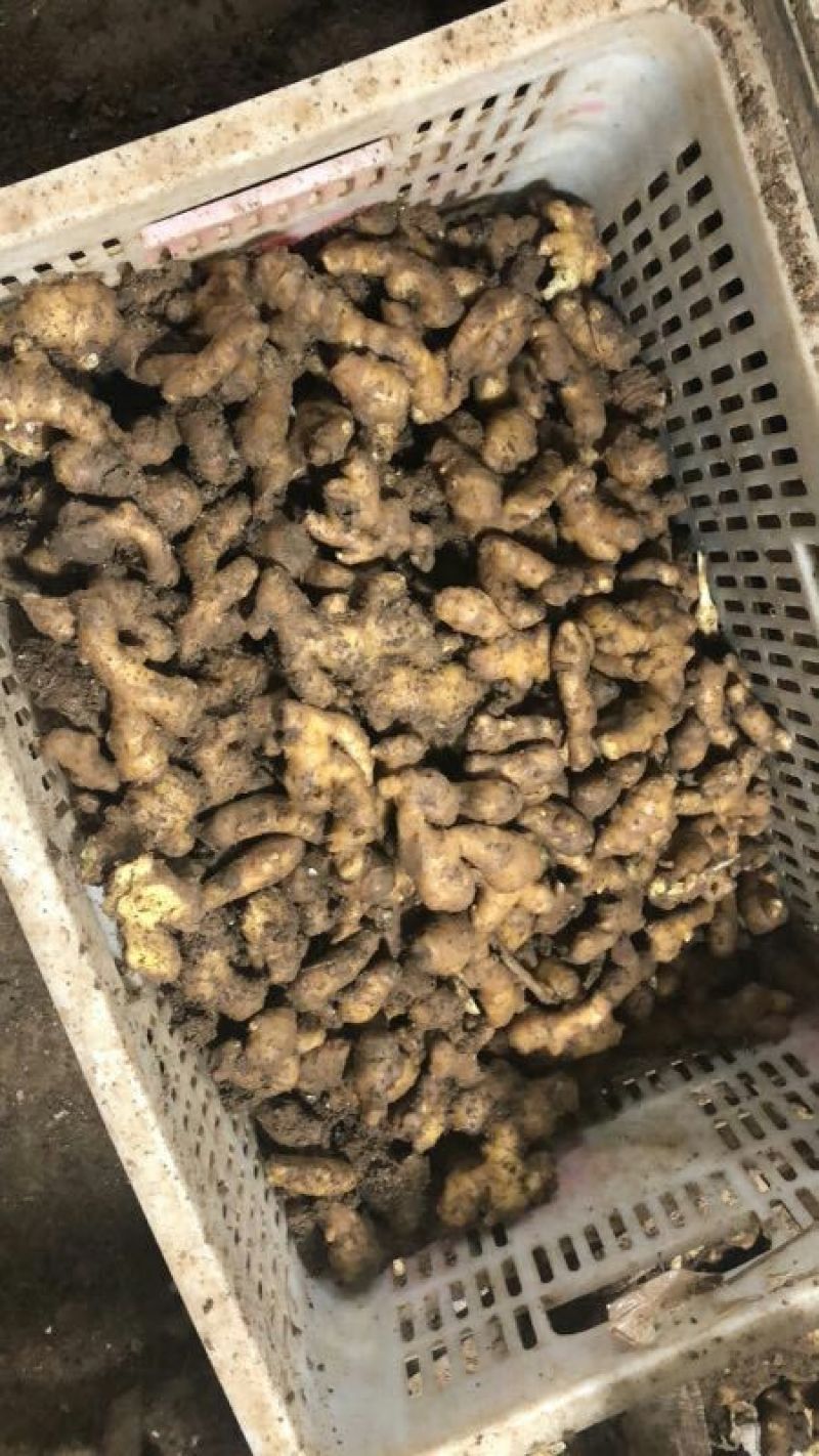 山东优质生姜产地大黄姜农家自种大量库存块大辣味足水洗姜
