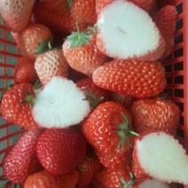 脱毒章姬草莓苗红颜草莓苗基地品种齐全提供技术支持