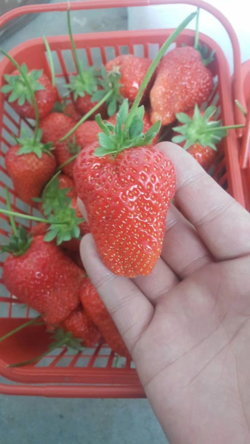 脱毒章姬草莓苗红颜草莓苗基地品种齐全提供技术支持