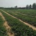 脱毒章姬草莓苗红颜草莓苗基地品种齐全提供技术支持
