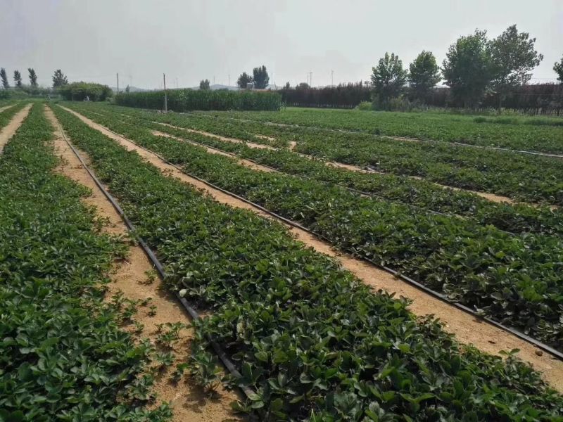 脱毒章姬草莓苗红颜草莓苗基地品种齐全提供技术支持