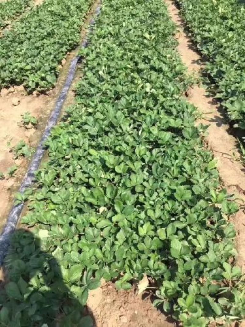 脱毒章姬草莓苗红颜草莓苗基地品种齐全提供技术支持