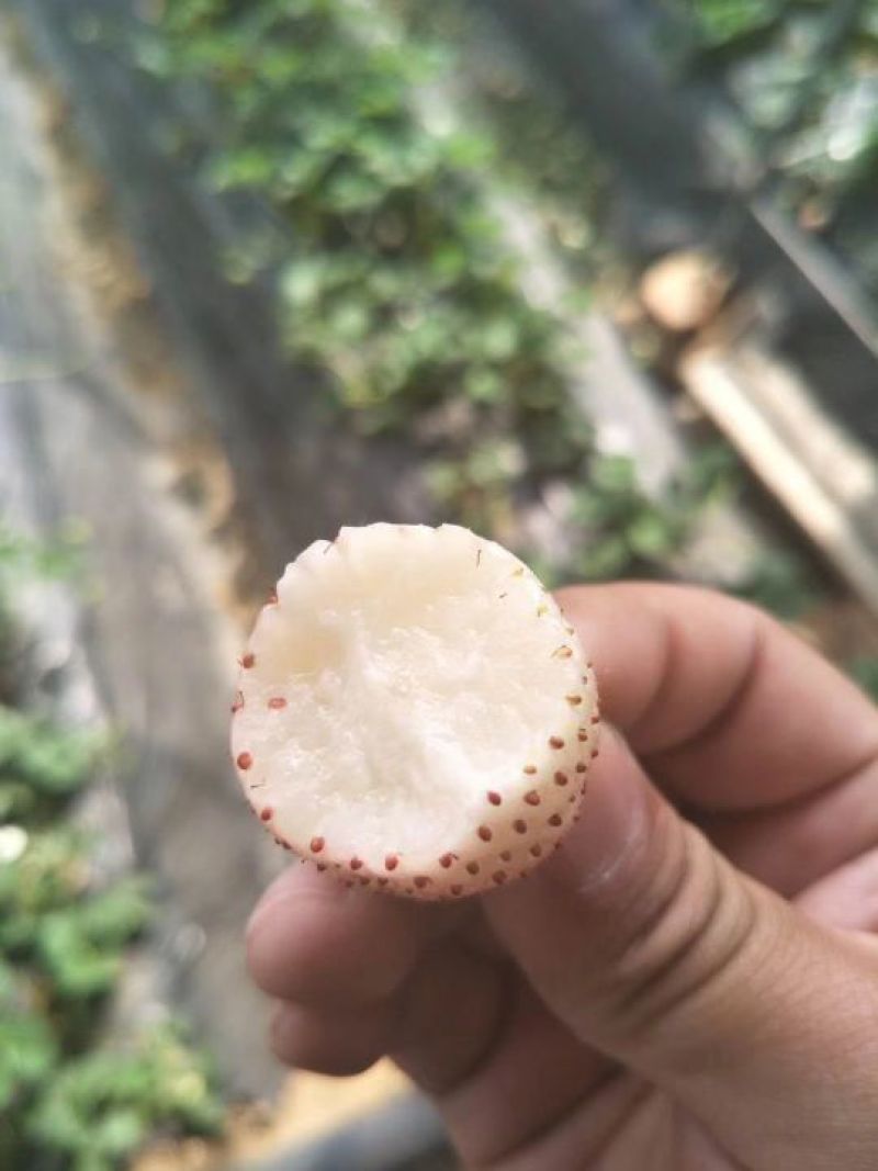 脱毒章姬草莓苗红颜草莓苗基地品种齐全提供技术支持