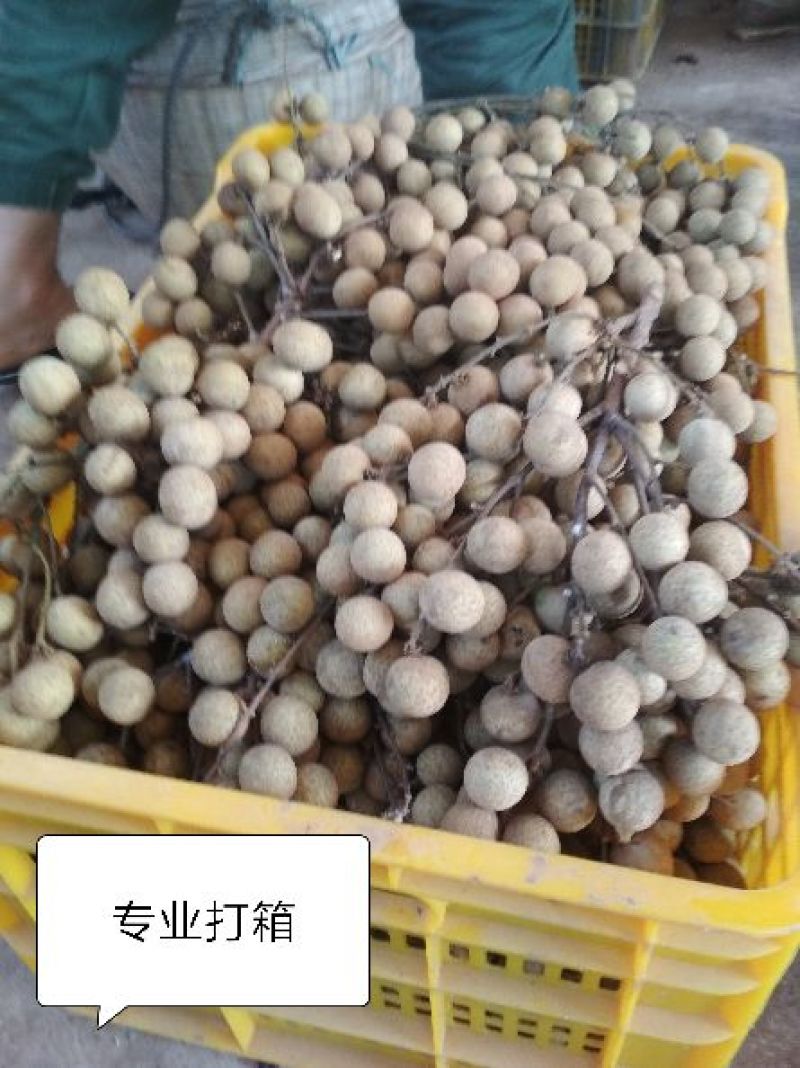 广西平南石硖龙眼已经大量上20m以上2.2元一斤