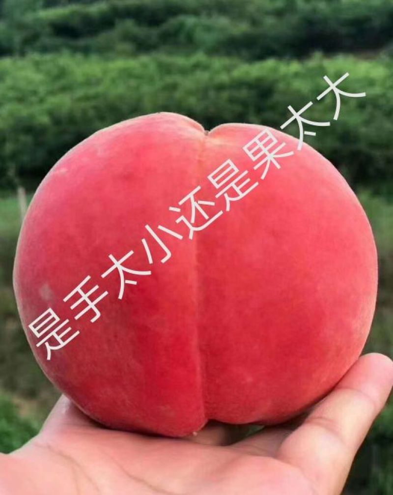 桃树苗红球鲜5月尾成熟，单果均重8两，果肉脆甜