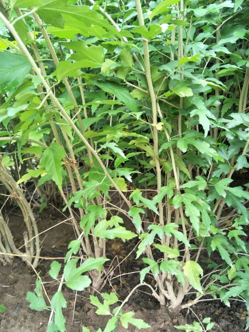 木槿，独杆，丛生，规格齐全，土球，裸根，都可以
