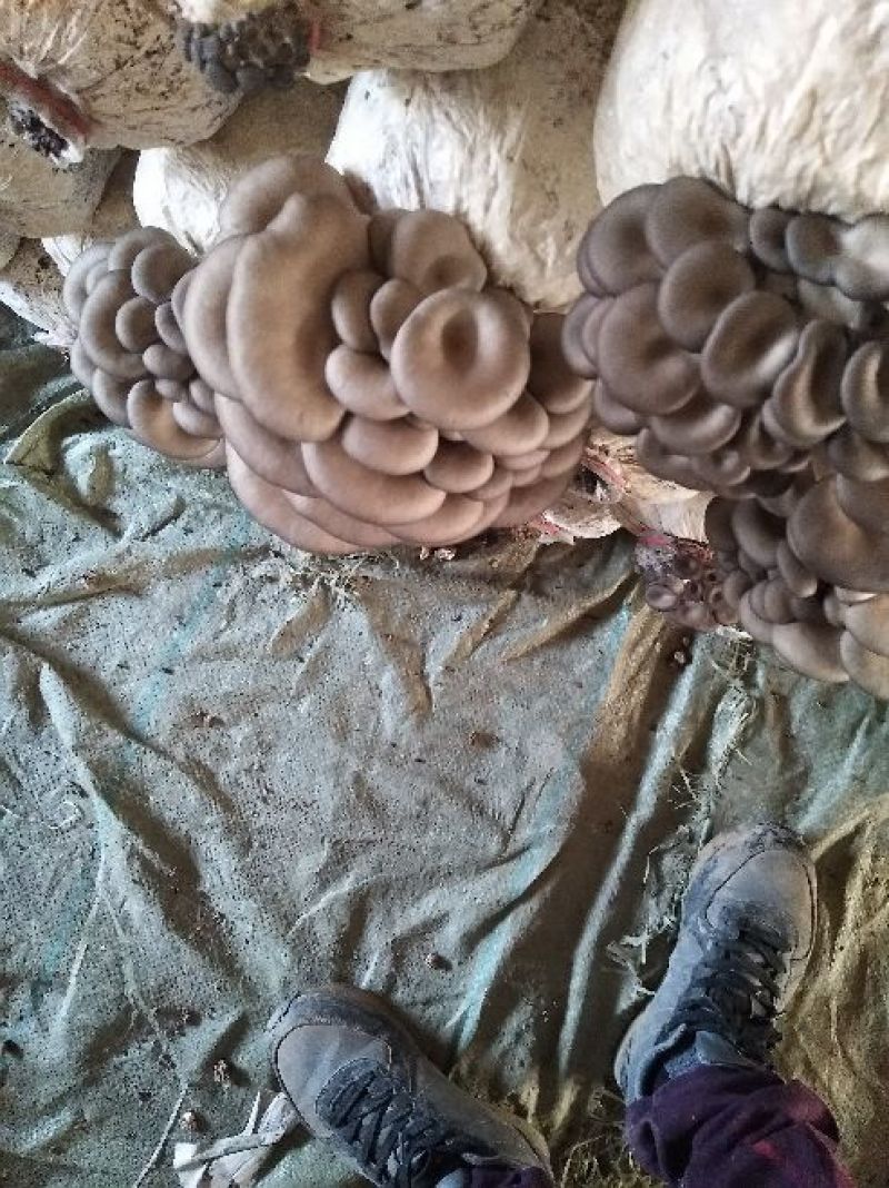 平菇菌种根据客户需求生产