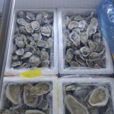 生蚝