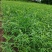 桃树苗红球鲜5月尾成熟，单果均重8两，果肉脆甜