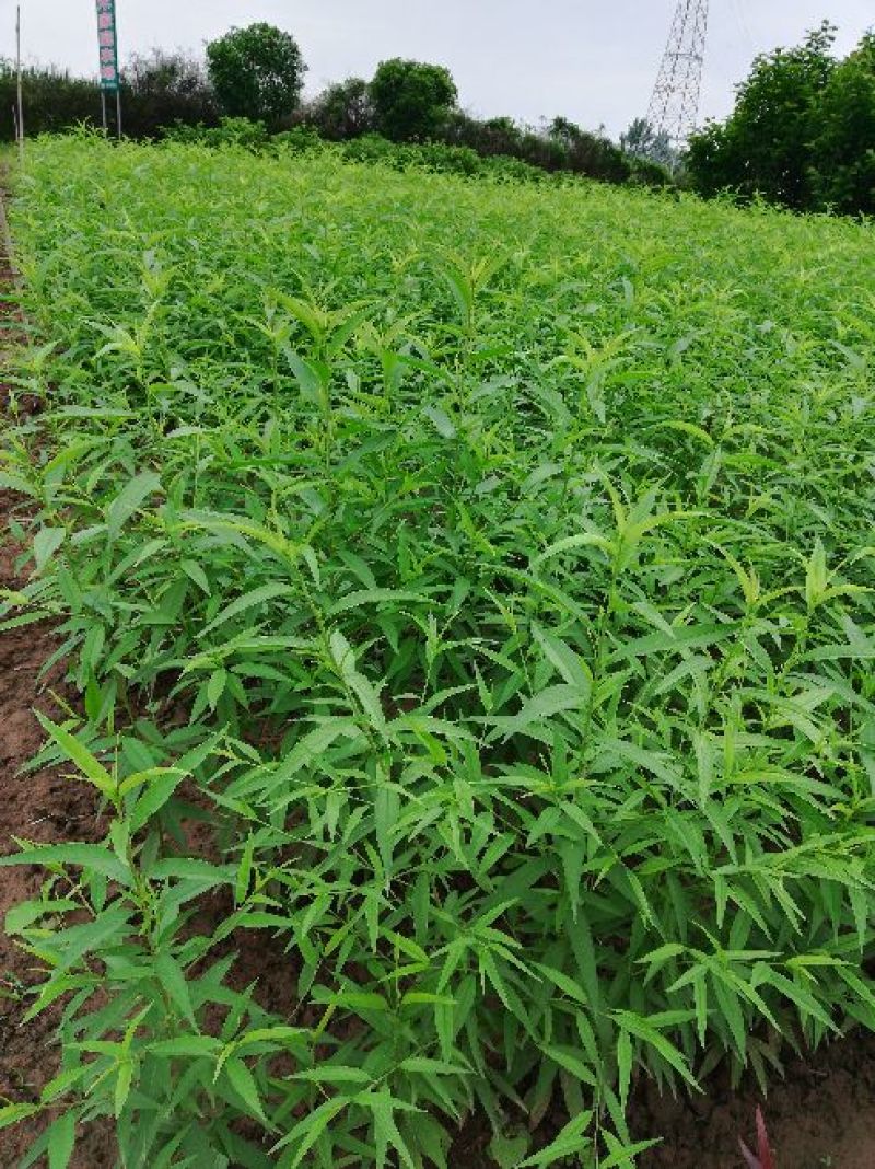 桃树苗红球鲜5月尾成熟，单果均重8两，果肉脆甜