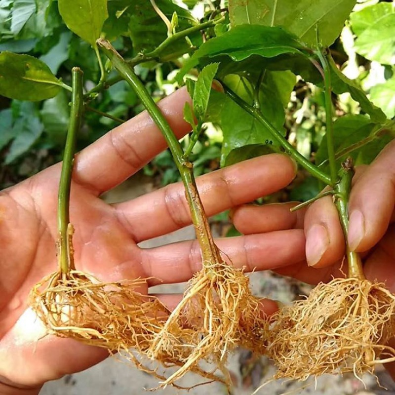 黄金百香果苗30~50cm
