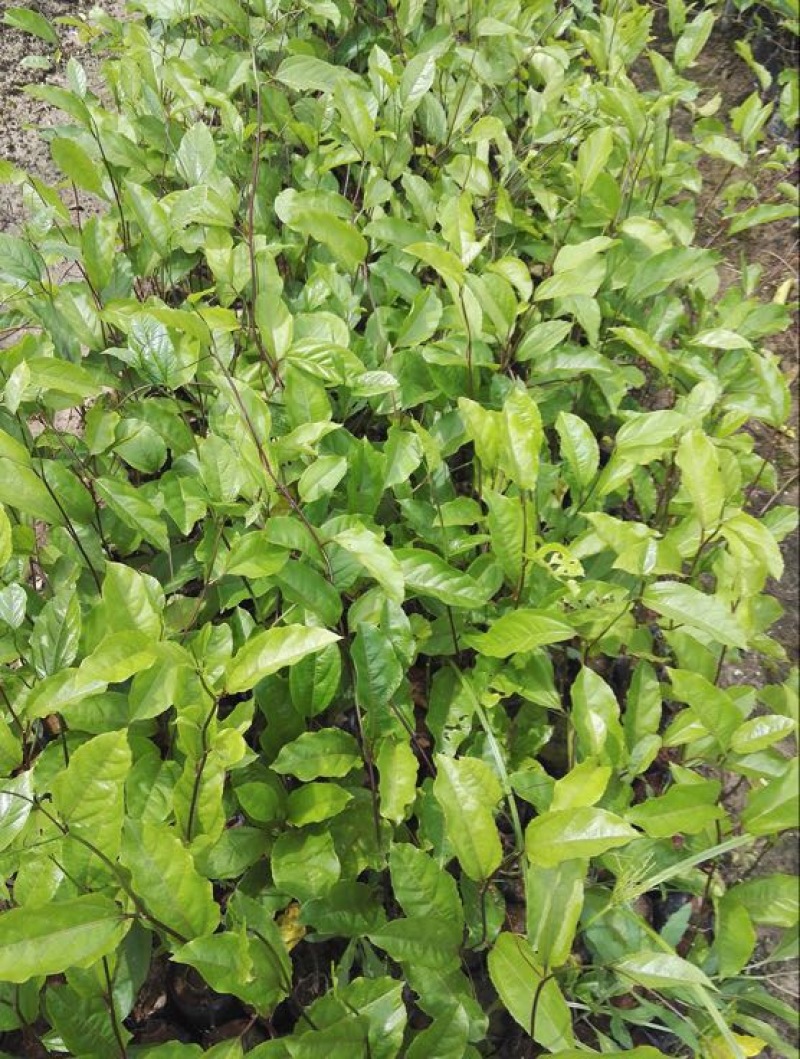 黄金百香果苗30~50cm