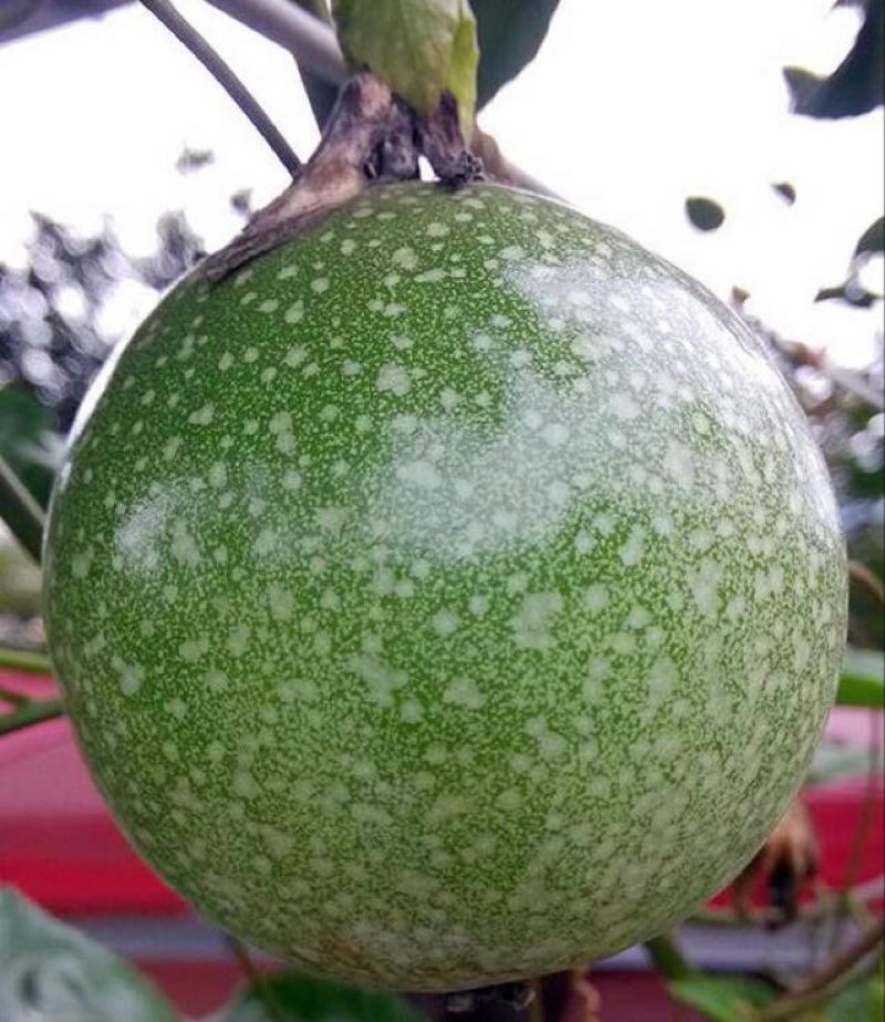 百香果苗满天星百香果苗