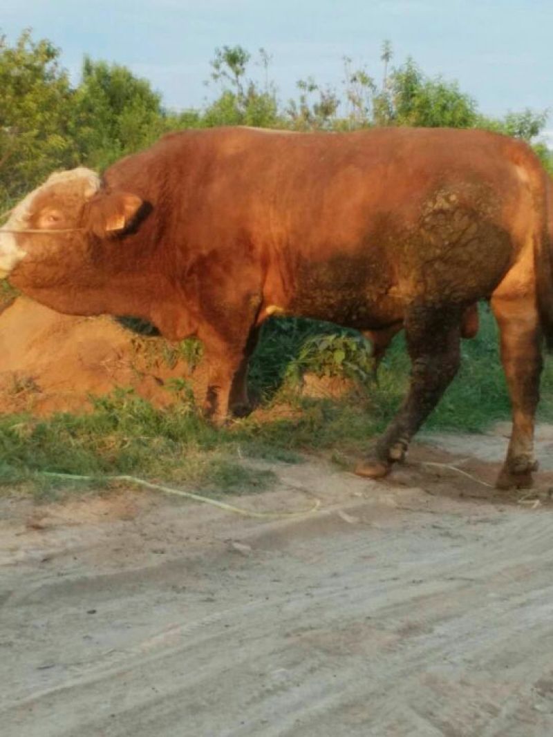 西门达尔牛犊出售土黄牛小土牛西门达尔牛马出售