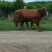 西门达尔牛犊出售土黄牛小土牛西门达尔牛马出售