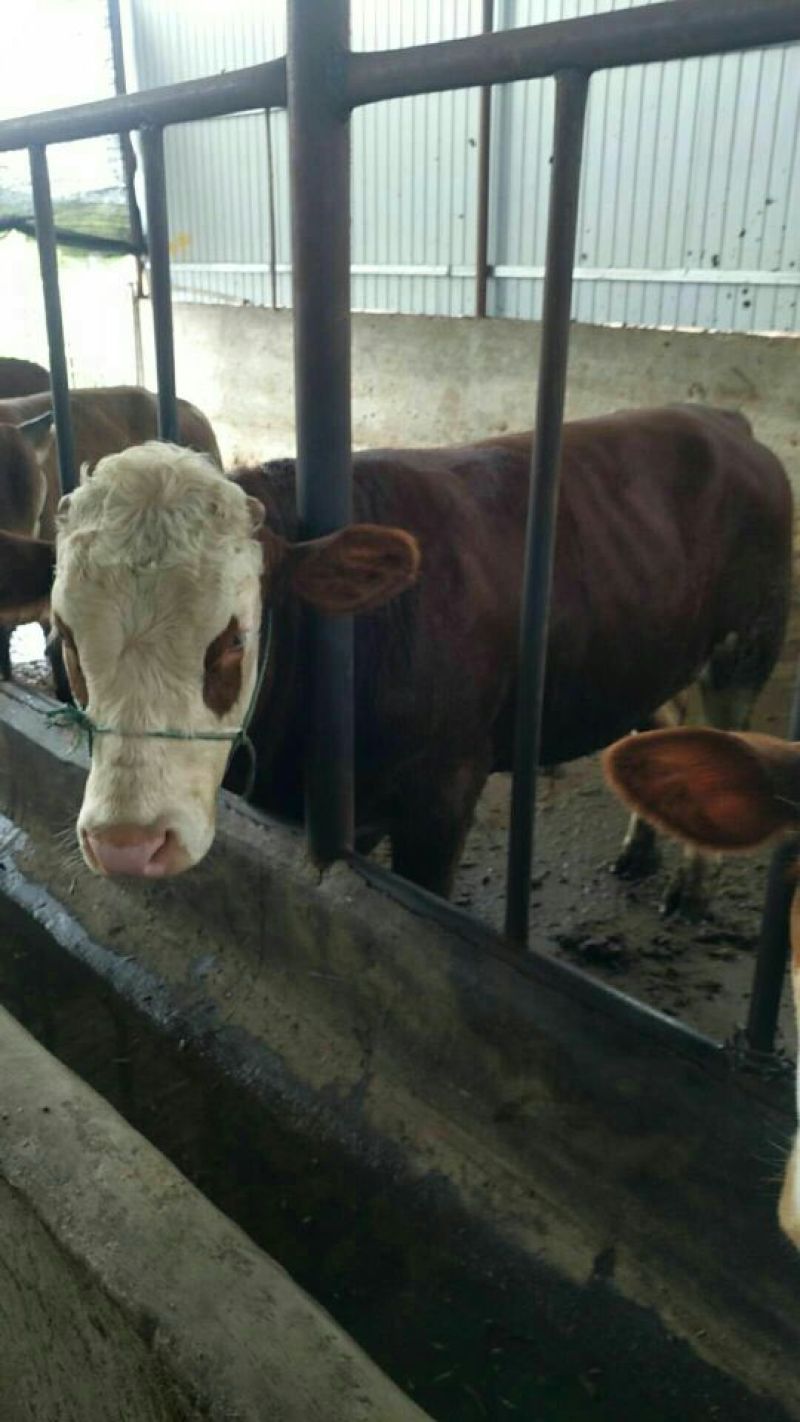 西门达尔牛犊出售土黄牛小土牛西门达尔牛马出售