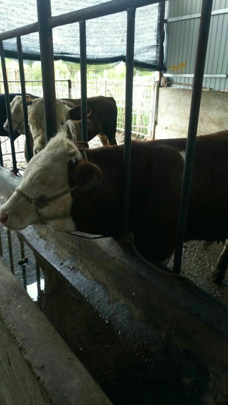 西门达尔牛犊出售土黄牛小土牛西门达尔牛马出售