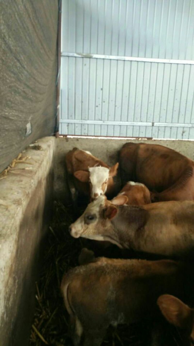 西门达尔牛犊出售土黄牛小土牛西门达尔牛马出售