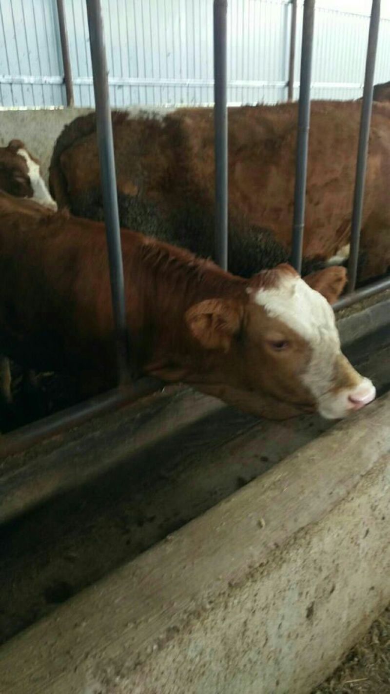 西门达尔牛犊出售土黄牛小土牛西门达尔牛马出售