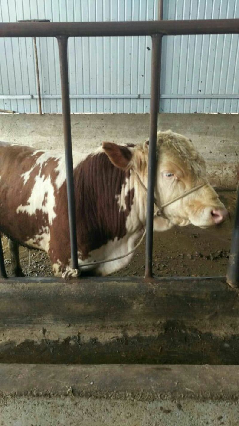 西门达尔牛犊出售土黄牛小土牛西门达尔牛马出售