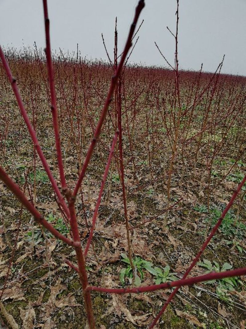 桃树苗黄金蟠桃树苗，果大离核，果肉浓香脆甜
