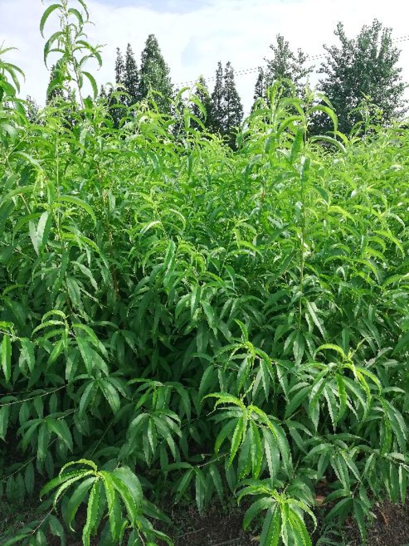 桃树苗黄金蟠桃树苗，果大离核，果肉浓香脆甜