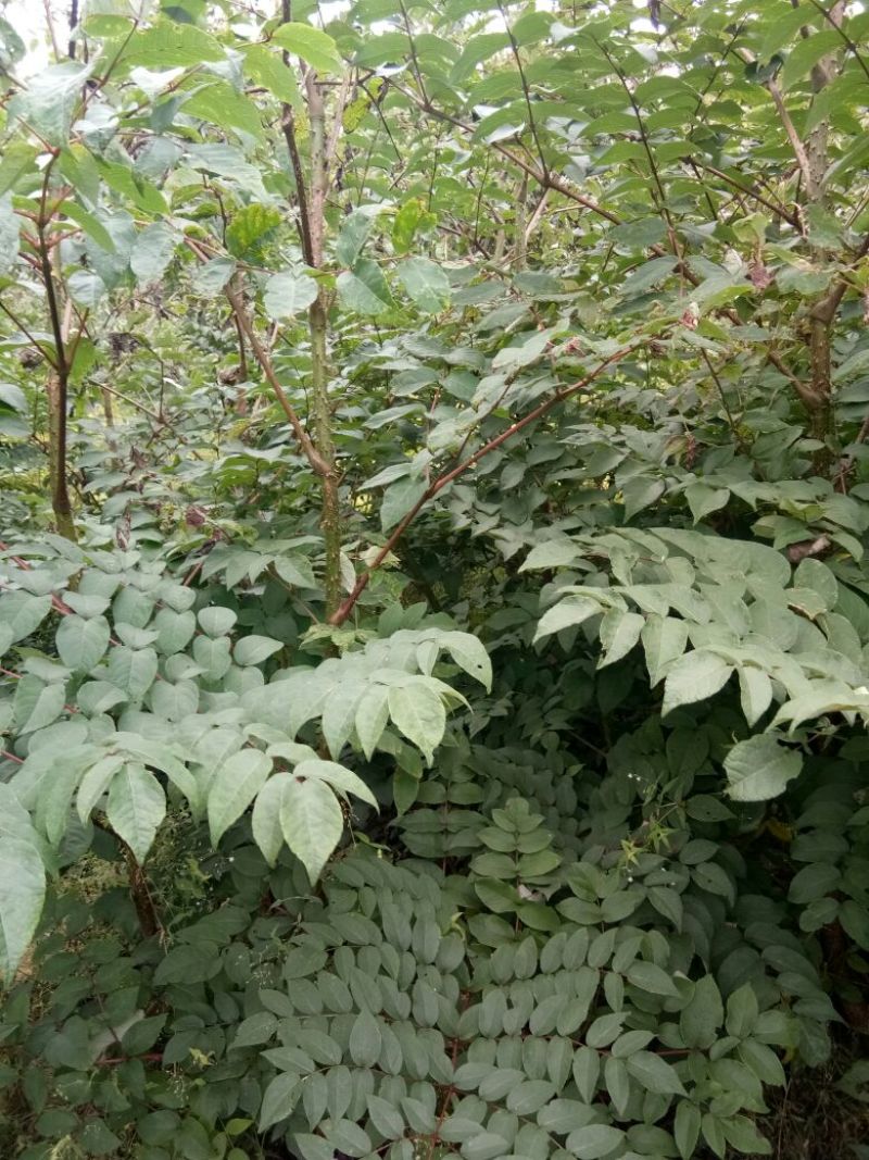 【推荐】刺嫩芽苗刺老包自产自销，品质保证欢迎选购