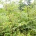 【推荐】刺嫩芽苗刺老包自产自销，品质保证欢迎选购