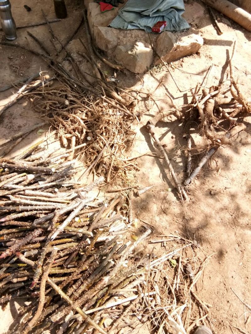 【推荐】刺嫩芽苗刺老包自产自销，品质保证欢迎选购