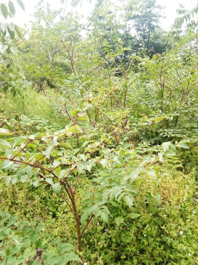 【推荐】刺嫩芽苗刺老包自产自销，品质保证欢迎选购