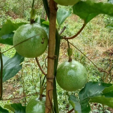 黄金百香果
